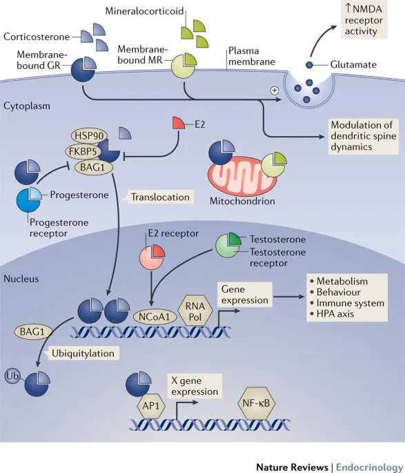 Glucocorticoid and steroid hormone intracellular mechanisms