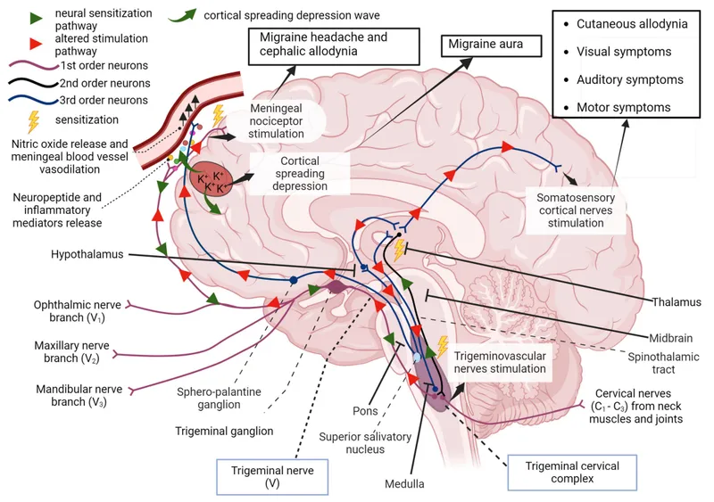Migraine pathophysiology: cortical spreading depression