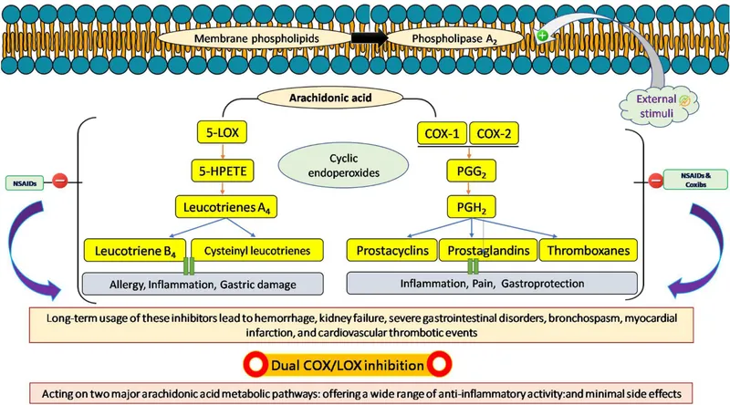 Arachidonic Acid Pathway and NSAID Inhibition