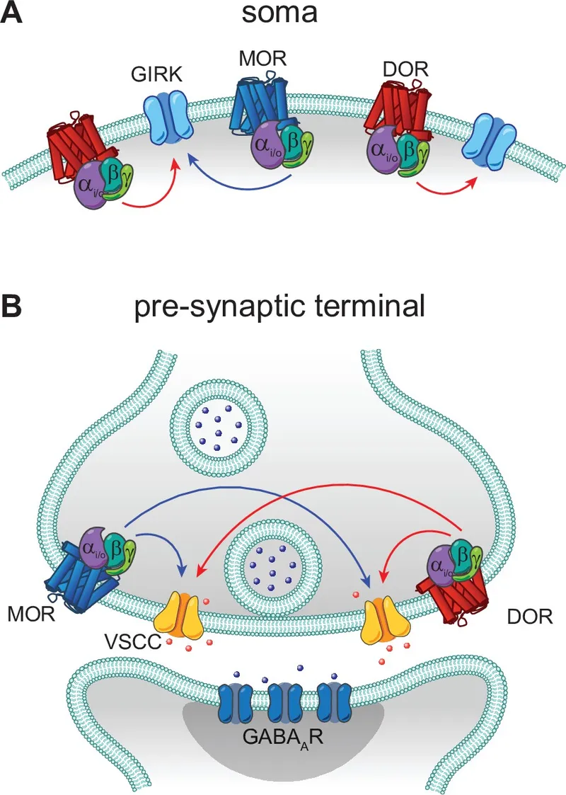Opioid receptor signaling at soma and presynaptic terminal
