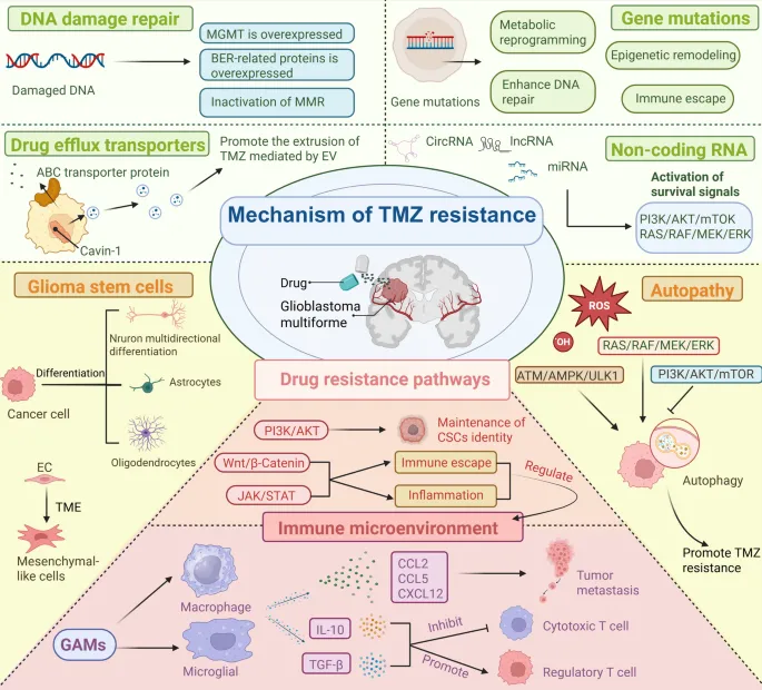 Mechanisms of TMZ resistance in glioblastoma