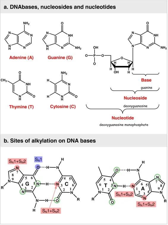 Sites of alkylation on DNA bases