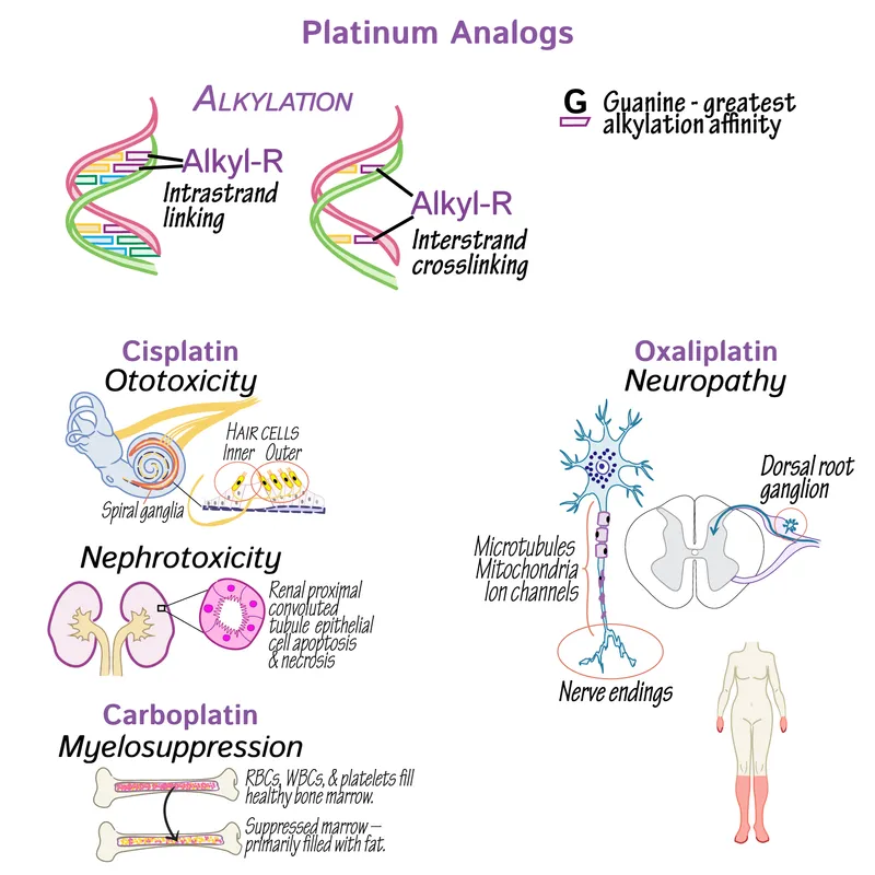 Platinum Analogs: Alkylation and Adverse Effects