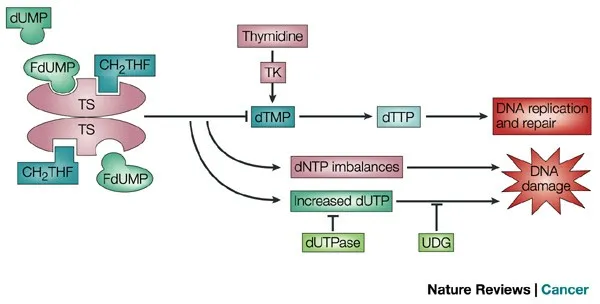 5-FU and Leucovorin synergy in DNA damage
