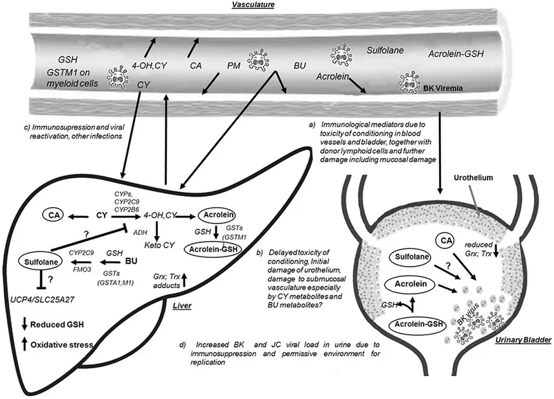 Acrolein inactivation in bladder and liver