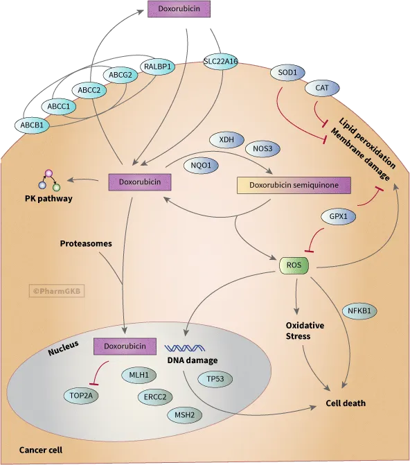 Doxorubicin mechanism of action in cancer cells