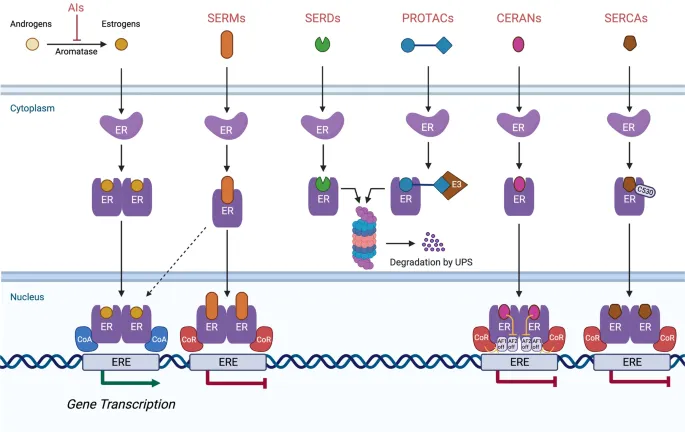 Mechanisms of Estrogen Receptor Modulators