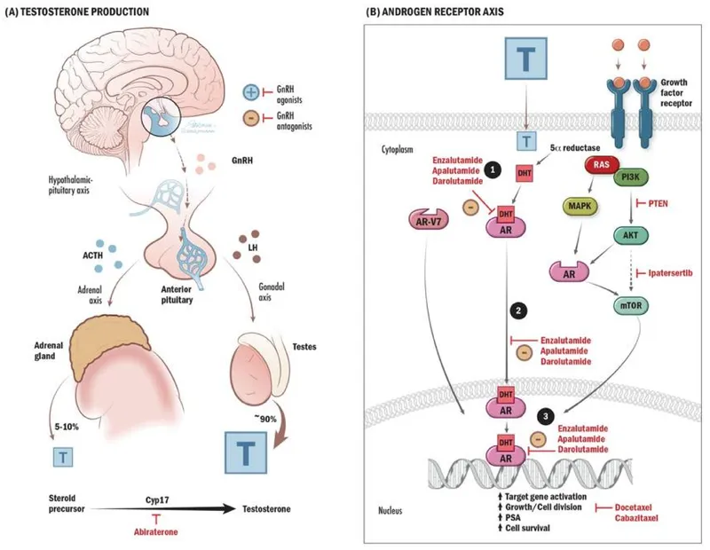 Hormonal therapy sites of action for prostate cancer
