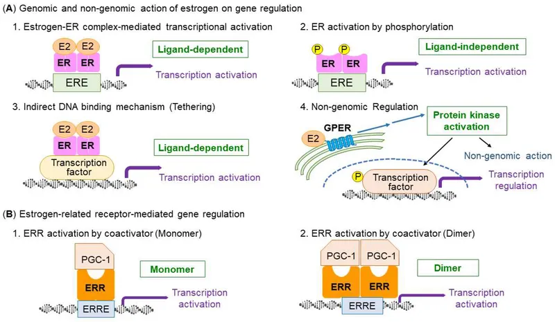 Estrogen receptor action on gene regulation