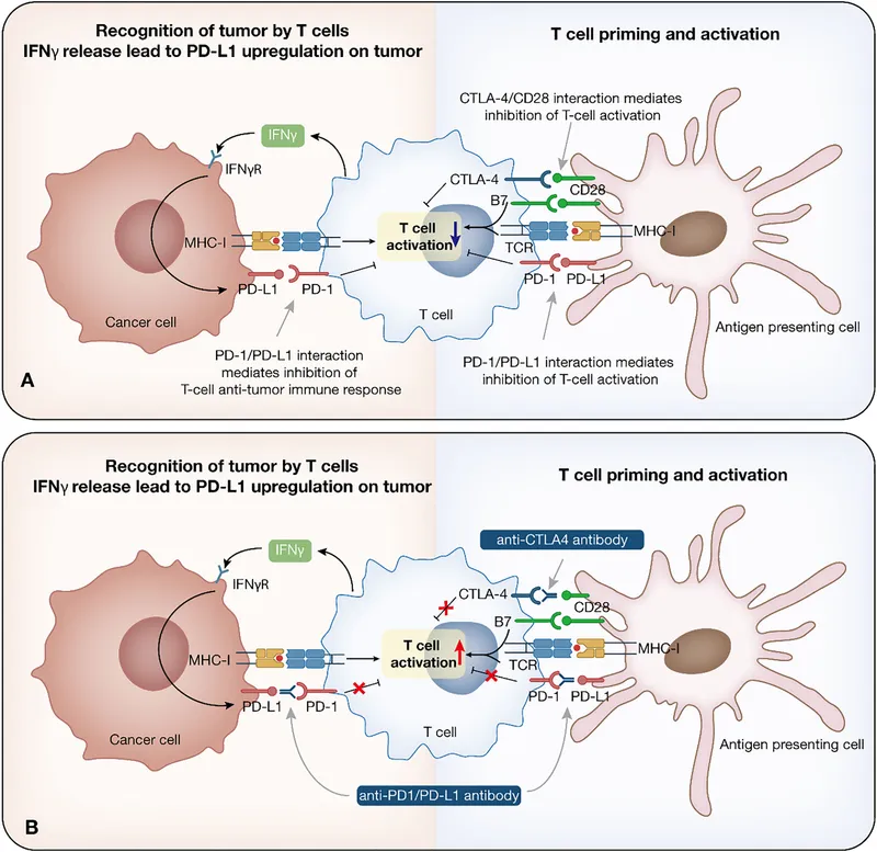 Immune Checkpoint Inhibition Mechanism & Drug Targets