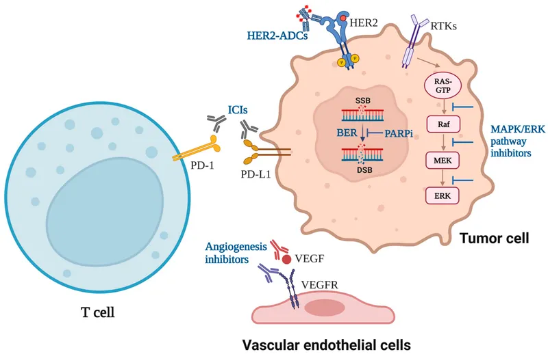 Monoclonal antibody mechanisms in cancer treatment