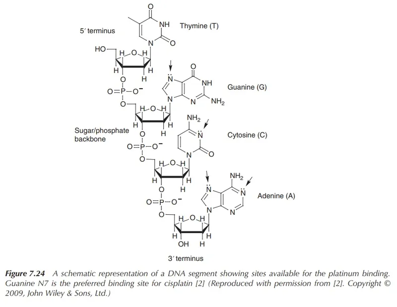 DNA segment with platinum binding sites