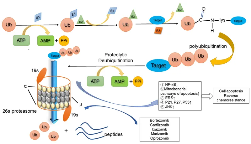 Ubiquitin-proteasome pathway and proteasome inhibitors