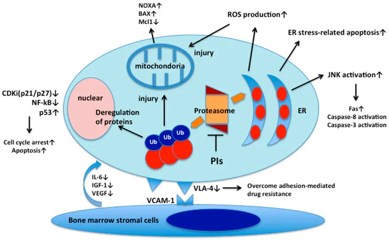 Proteasome Inhibitor Mechanism in Multiple Myeloma