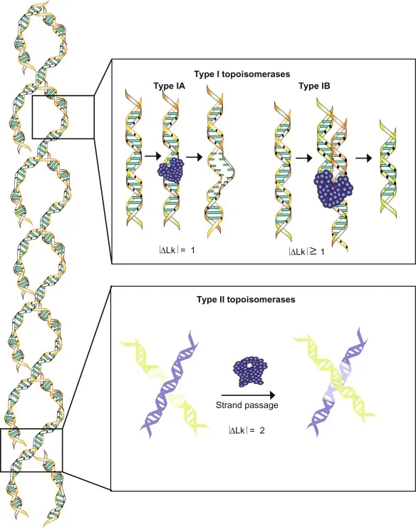 Topoisomerase I and II mechanisms