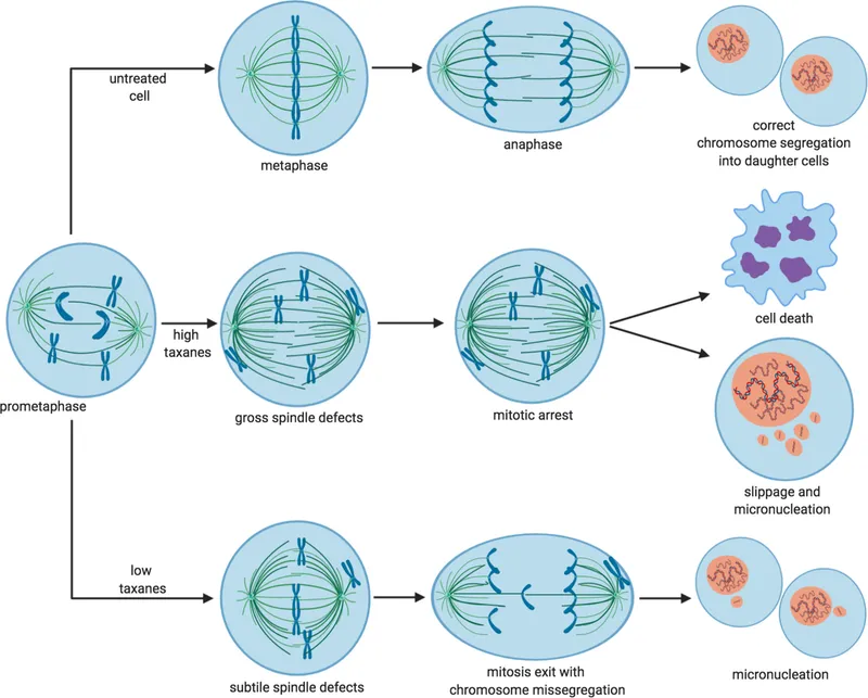 Taxane effects on cell division and microtubule spindles