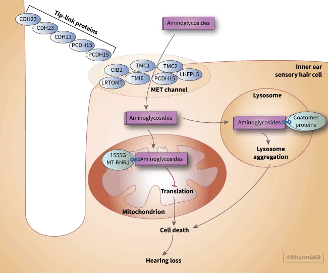 Aminoglycoside Ototoxicity Mechanism in Inner Ear Hair Cells