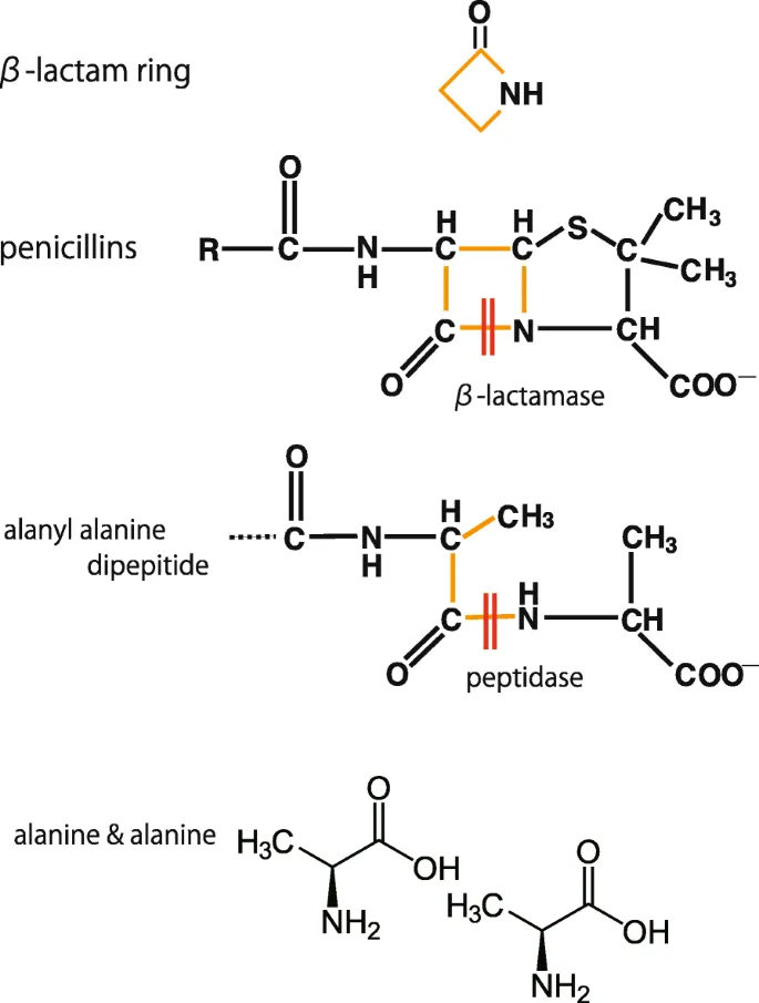 Beta-lactamase cleaving penicillin and peptidases