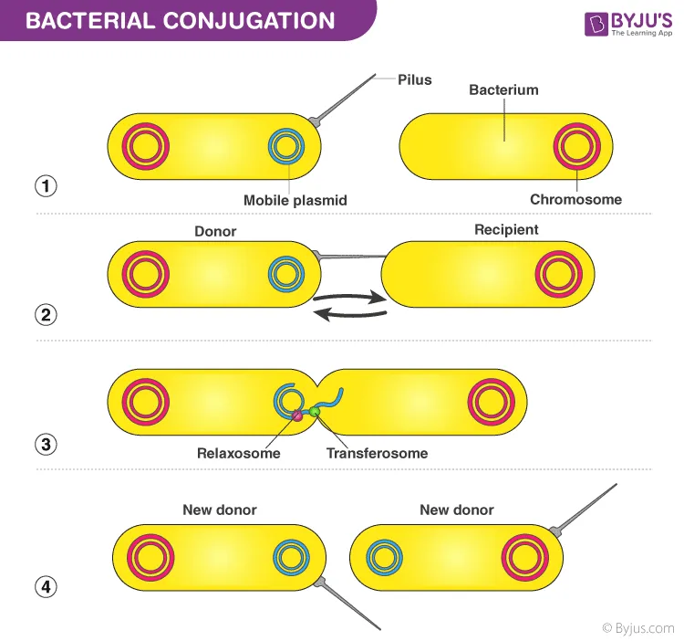 Bacterial Conjugation: Plasmid Transfer