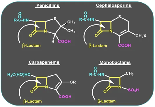 Beta-lactam antibiotic chemical structures