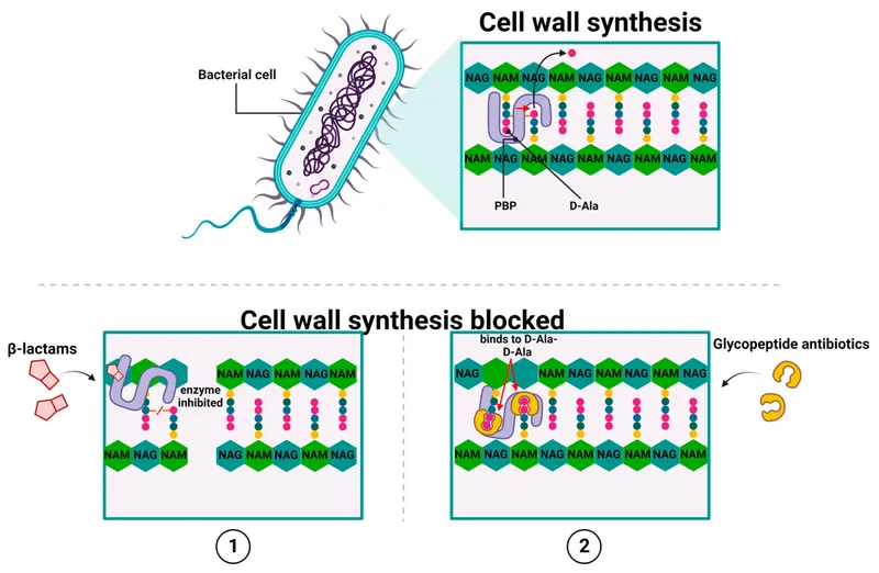 Beta-lactam and glycopeptide antibiotic mechanisms