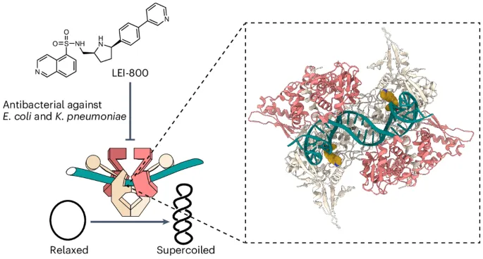 Fluoroquinolone inhibiting bacterial DNA gyrase