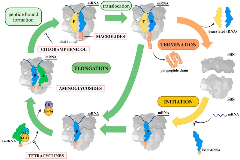 Macrolide mechanism of action on 50S ribosome