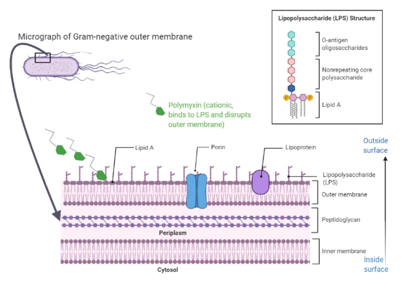 Polymyxin mechanism disrupting Gram-negative outer membrane