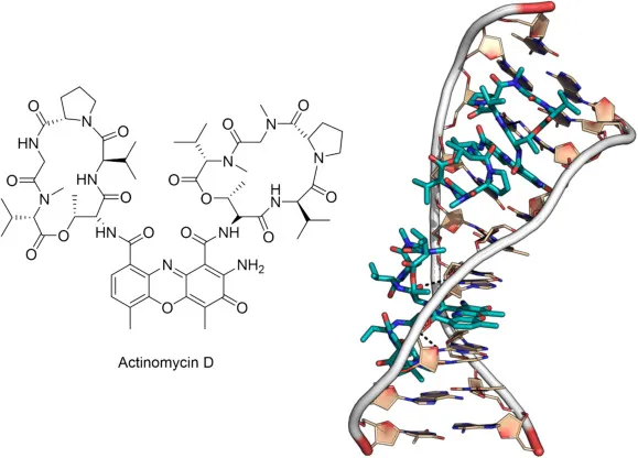 Actinomycin D structure and DNA intercalation