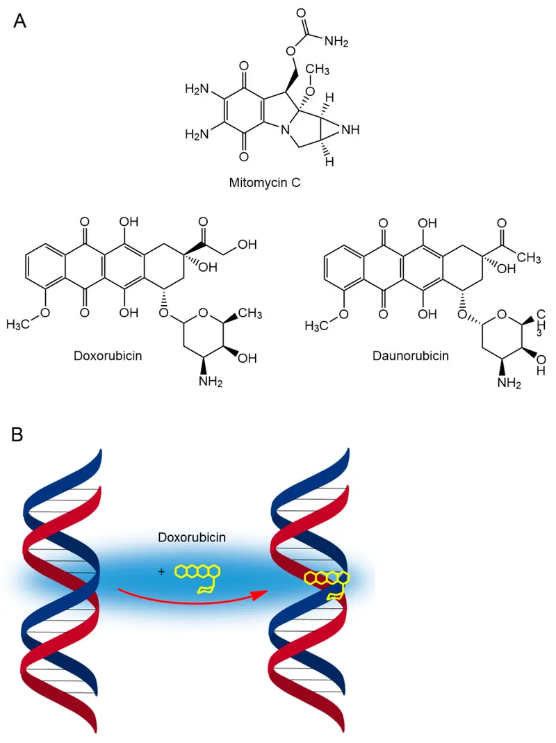 Antitumor Antibiotics: Structures and DNA Intercalation
