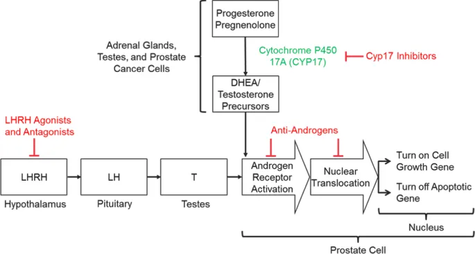Hormonal therapy mechanisms for prostate cancer
