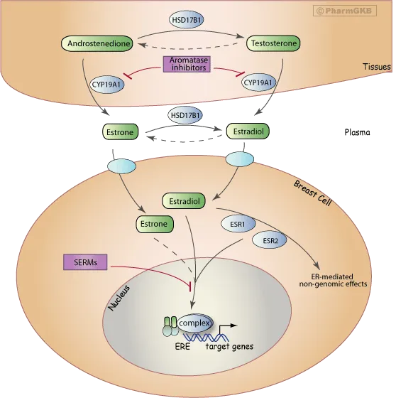 Estrogen pathway and inhibitors in breast cancer