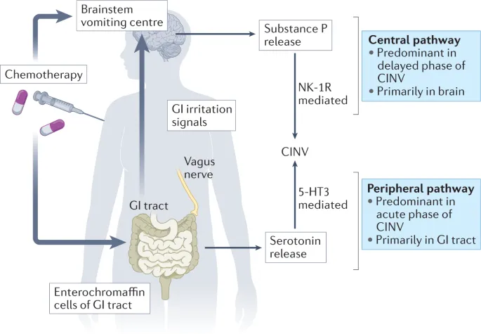 CINV Mechanism: Central and Peripheral Pathways
