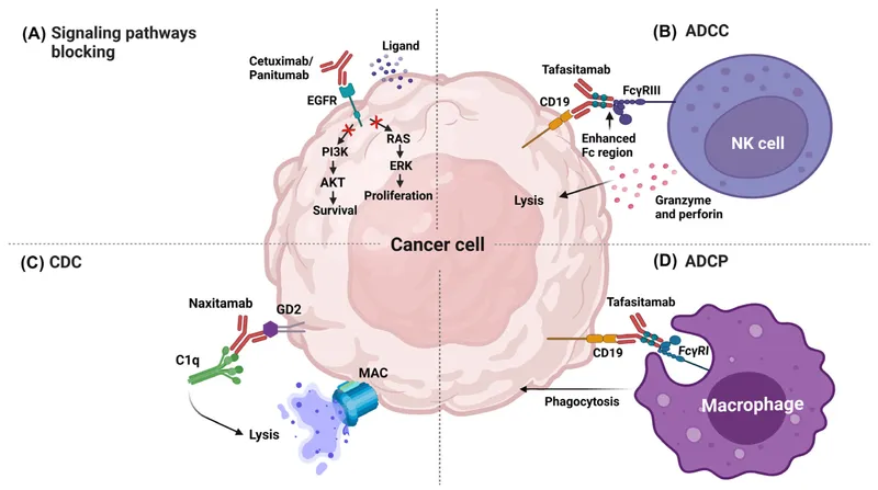 Monoclonal antibody mechanisms in cancer therapy