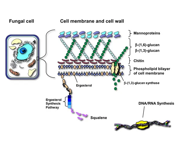 Fungal cell structure and antifungal drug targets