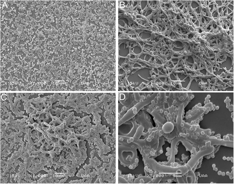 Candida albicans biofilm formation