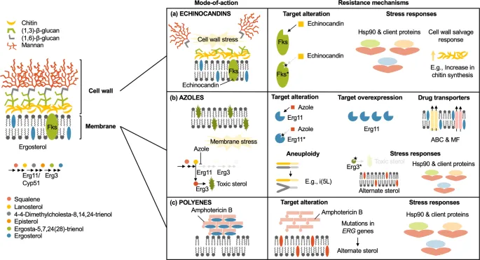 Antifungal drug resistance mechanisms and targets