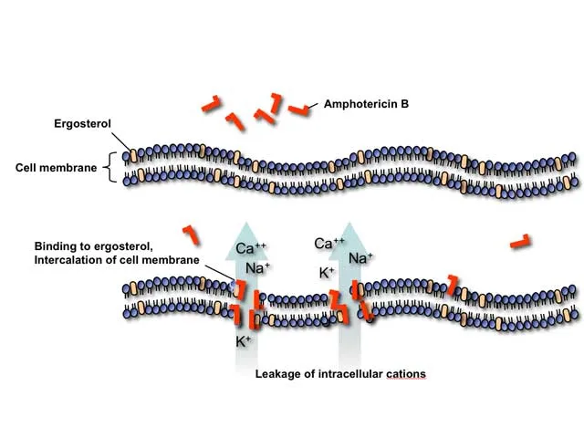 Amphotericin B: Ergosterol binding and cation leakage