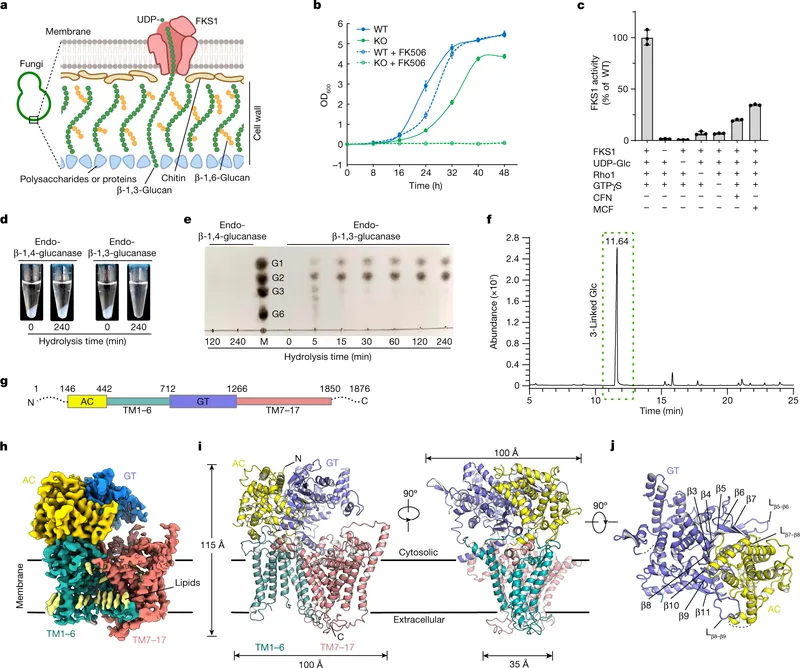 Fungal Cell Wall Synthesis & Antifungal Targets