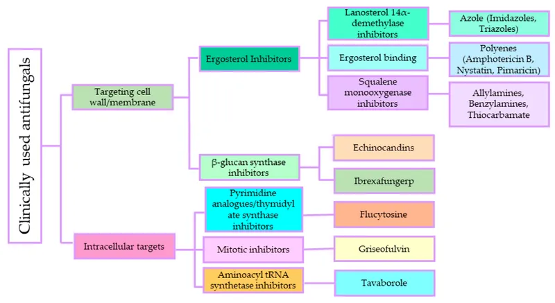 Antifungal Drug Classification by Target and Mechanism