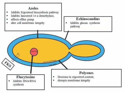 Antifungal drug mechanisms on fungal cell