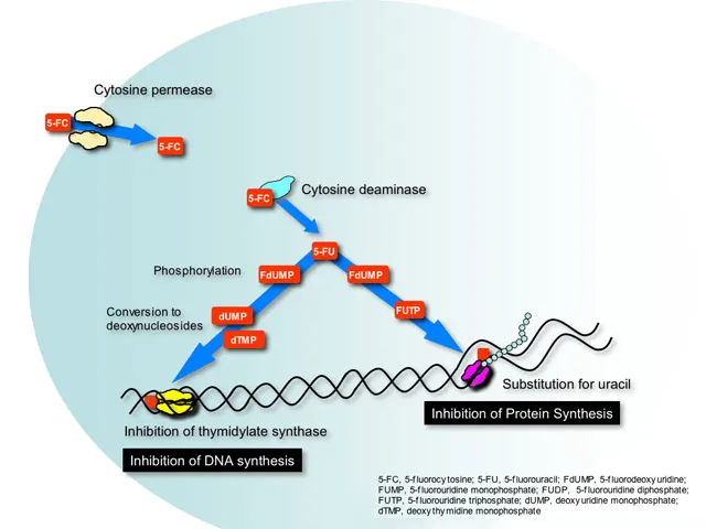 Flucytosine mechanism of action and toxicity