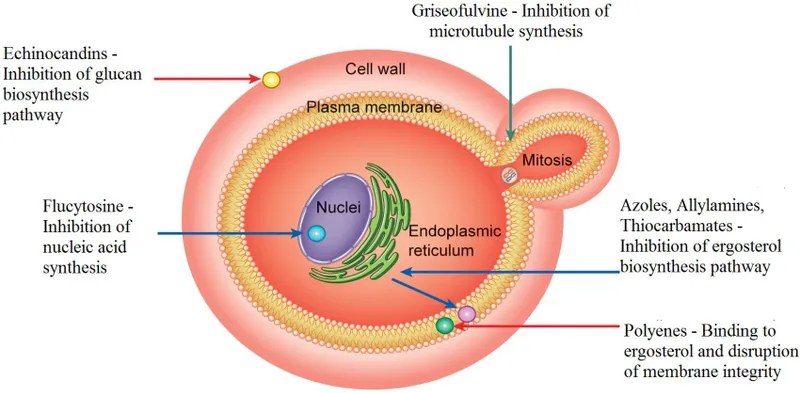 Antifungal mechanisms of action in fungal cell
