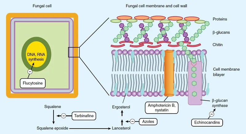 Antifungal drug targets in fungal cell and cell membrane