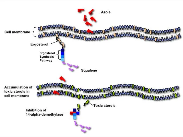 Azole action on ergosterol synthesis and cell membrane