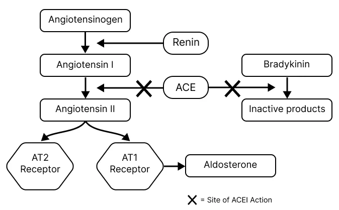 RAAS pathway and ACE inhibitor action
