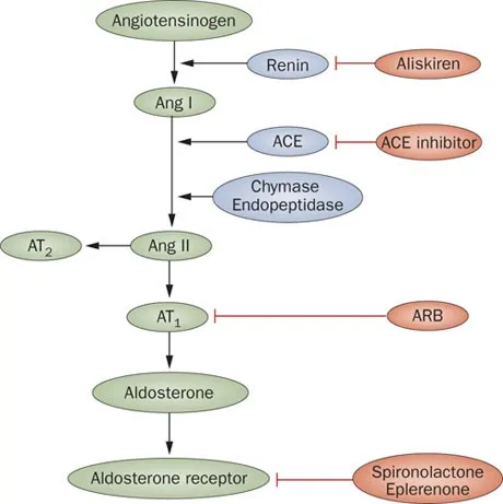 RAAS pathway and ARB drug targets