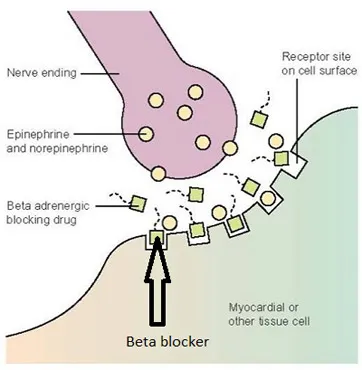 Beta-blocker mechanism of action at receptor site