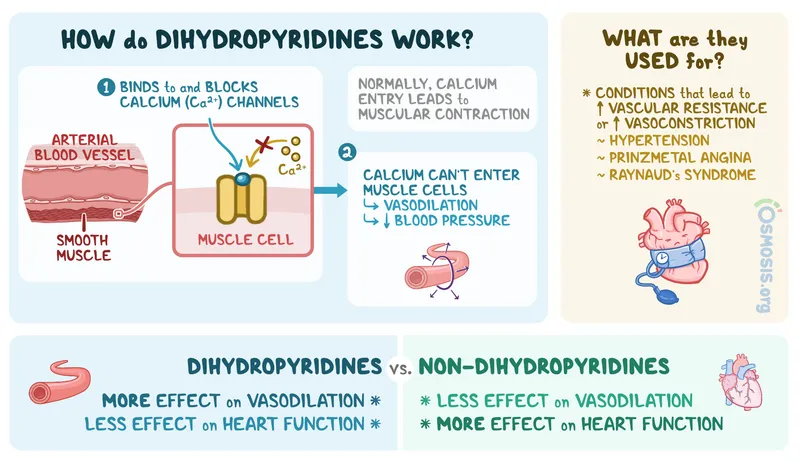 Dihydropyridines vs. Non-dihydropyridines: Mechanism & Uses