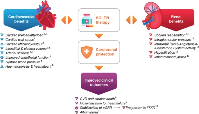 SGLT2i: Cardiorenal Benefits & Improved Clinical Outcomes
